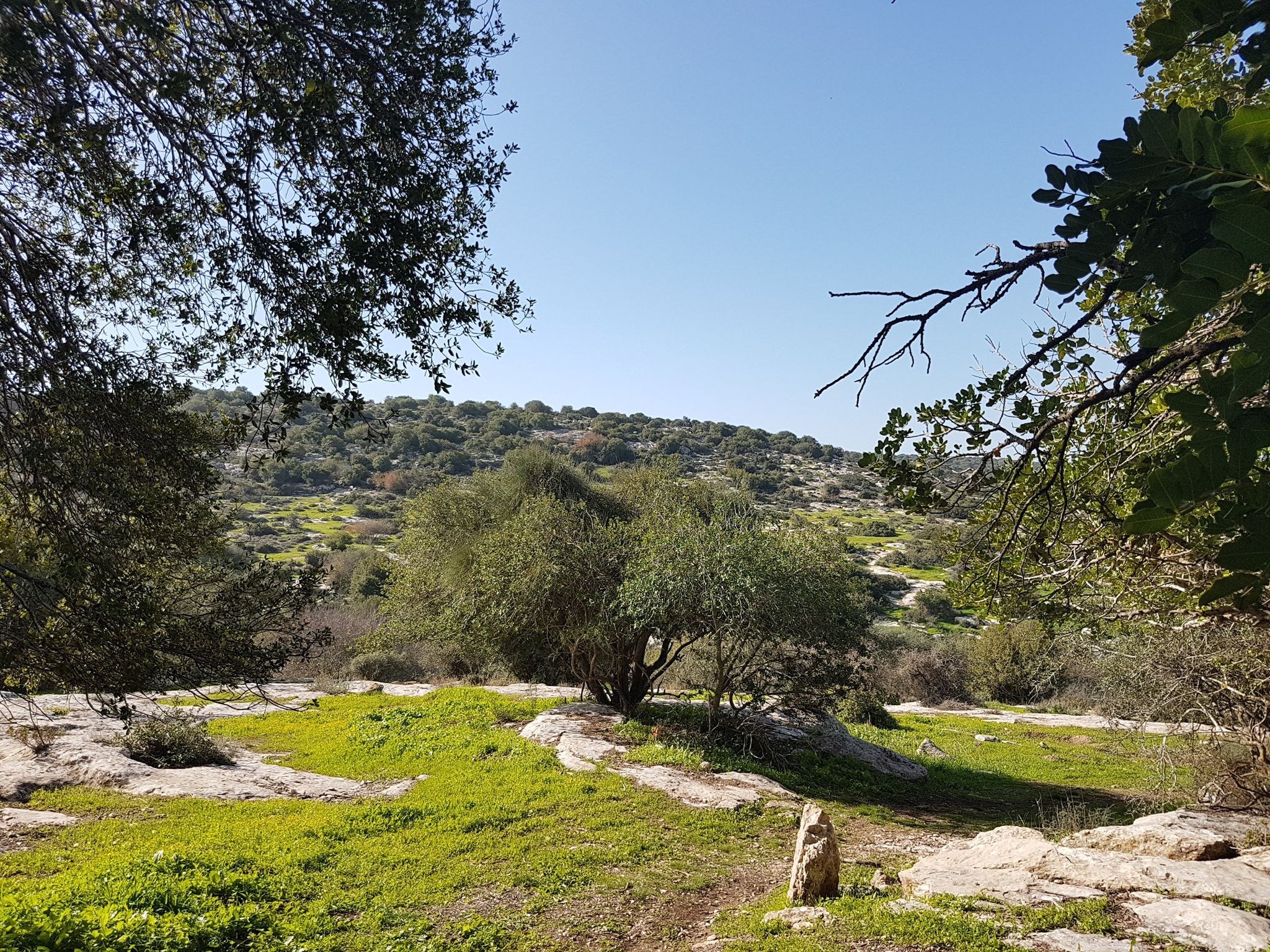 נוף טבעי ירוק מרהיב